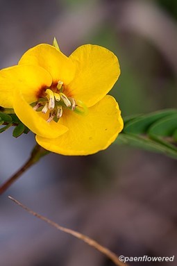 Flower with leaves